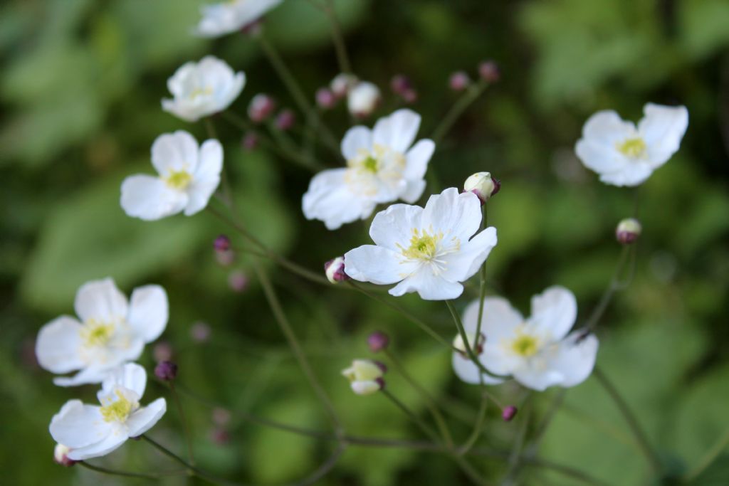 Ranunculus platanifolius